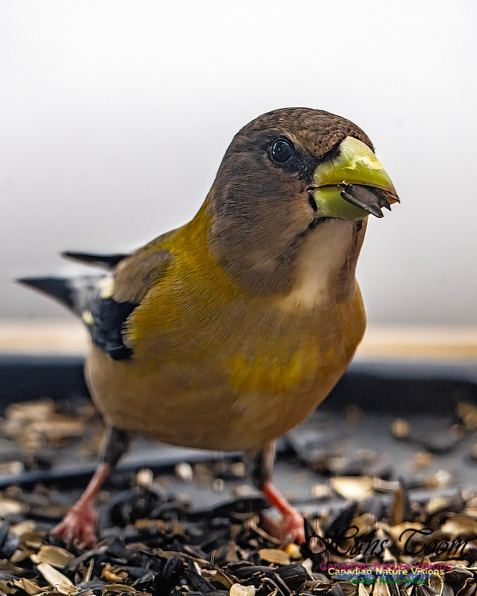 Evening Grosbeak 615