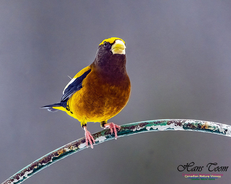 Evening Grosbeak 616