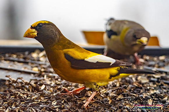 Evening Grosbeak 618