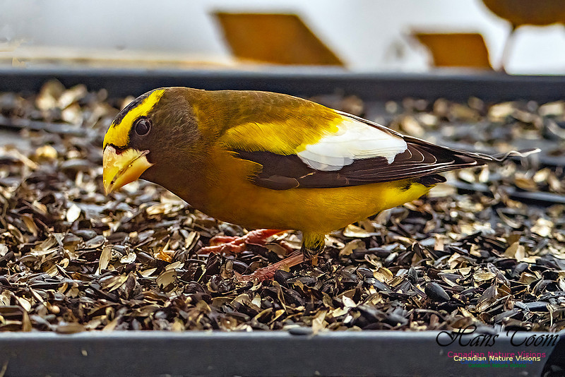 Evening Grosbeak 619