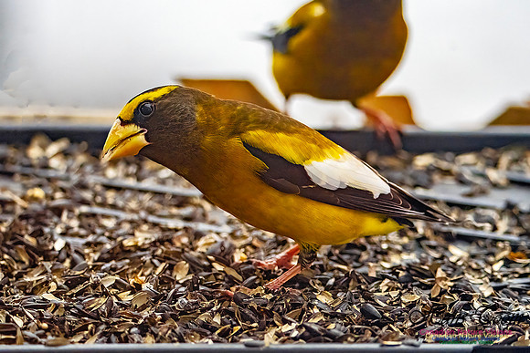Evening Grosbeak 620