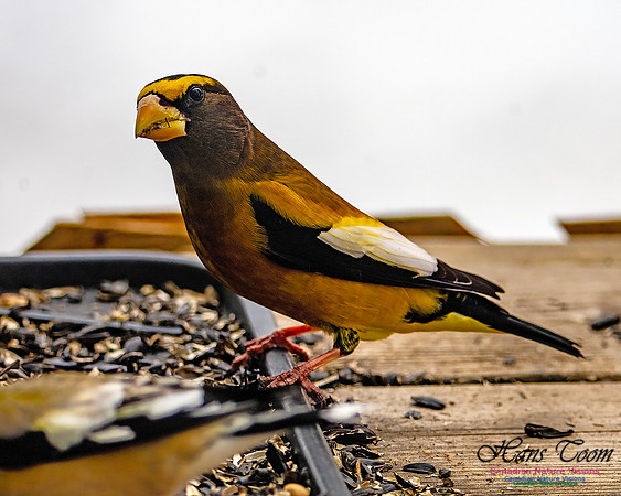 Evening Grosbeak 612