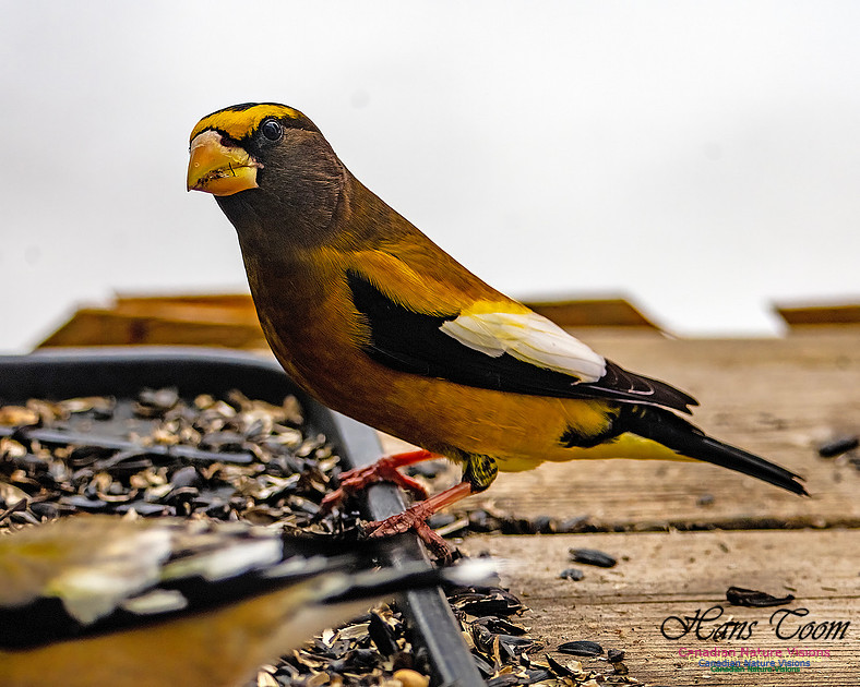 Evening Grosbeak 612