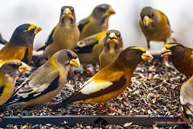 Evening Grosbeak 614