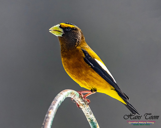 Evening Grosbeak 617
