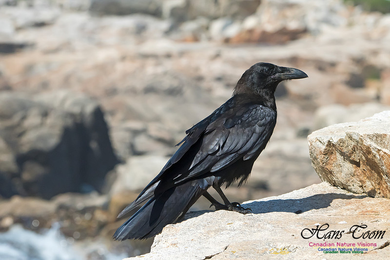 Raven
