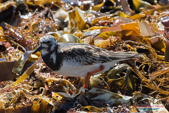 Ruddy Turnstone