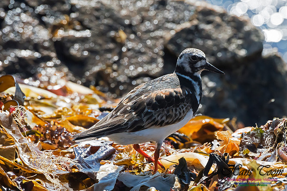Ruddy Turnstone