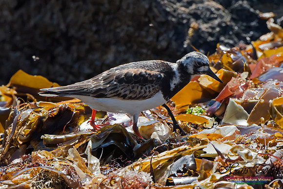 Ruddy Turnstone
