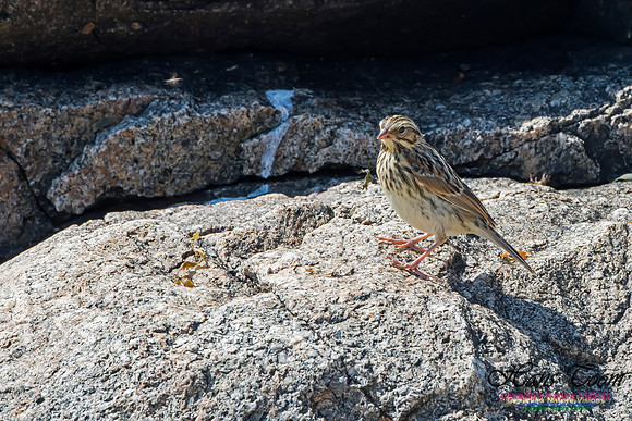 Savannah Sparrow