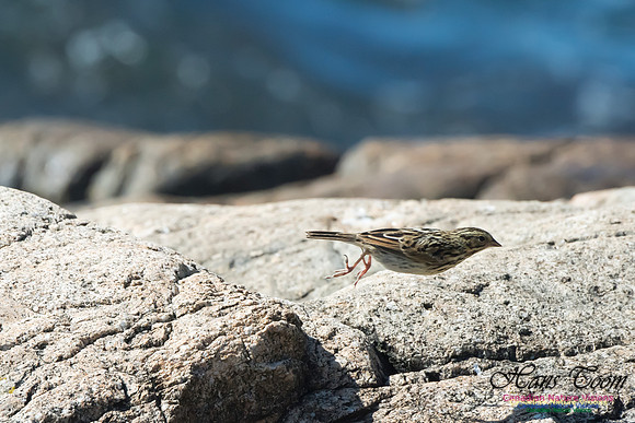 Savannah Sparrow