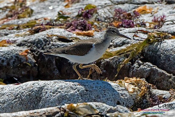 Spotted Sandpiper
