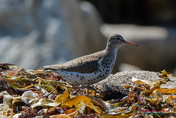 Spotted Sandpiper