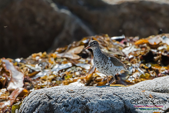 Spotted Sandpiper