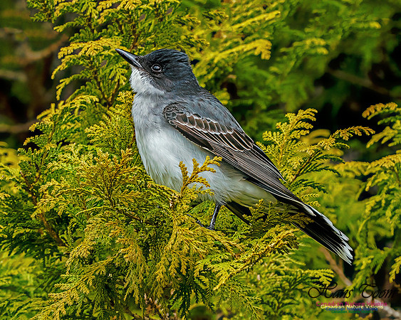 Eastern Kingbird 101