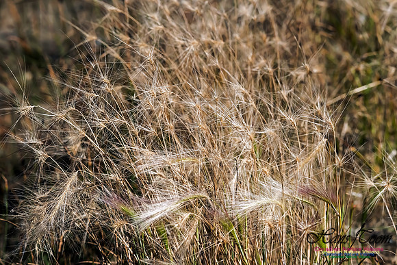 Beach Grass