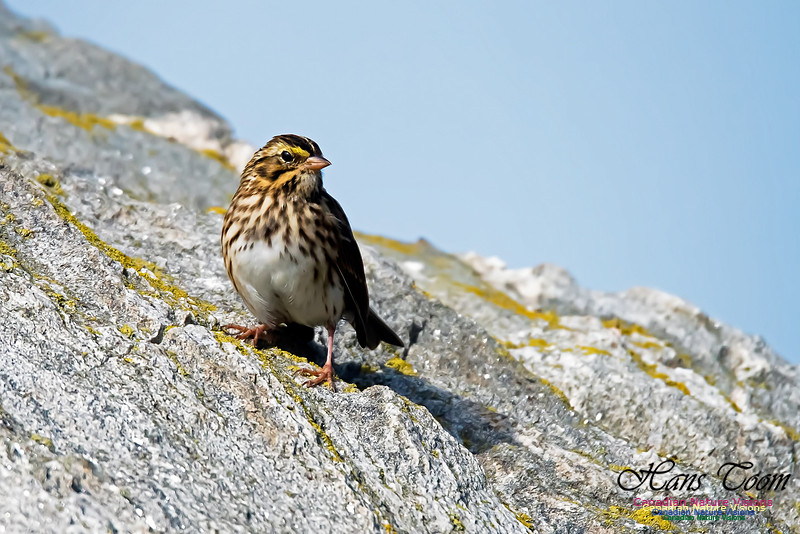 Savannah Sparrow