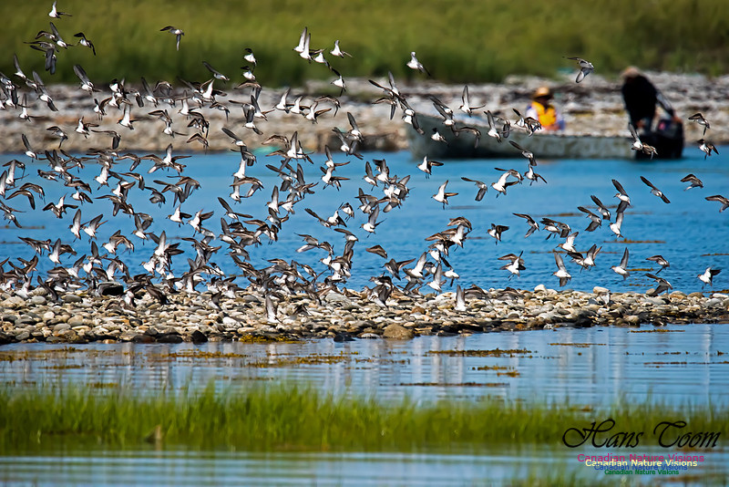 Shorebirds