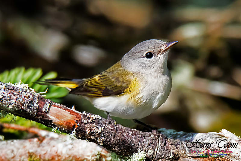 American Redstart