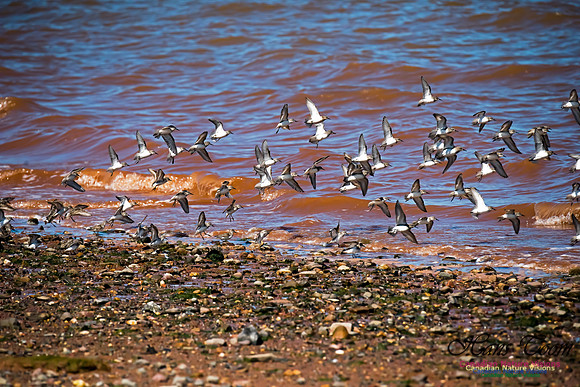 Evangeline Beach Peeps