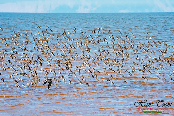 Evangeline Beach Peeps and Peregrine Falcon