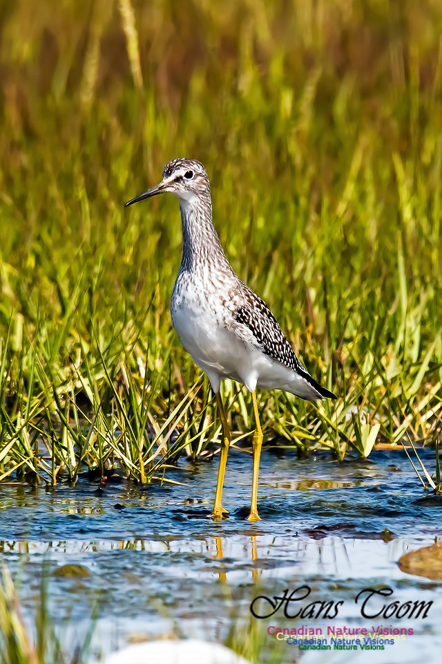 Lesser Yellowlegs