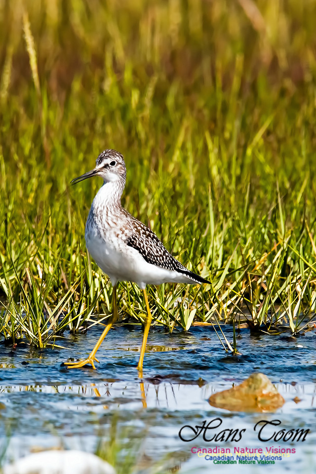 Lesser Yellowlegs