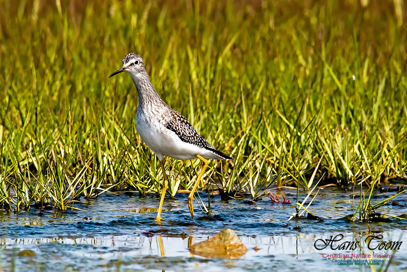 Lesser Yellowlegs