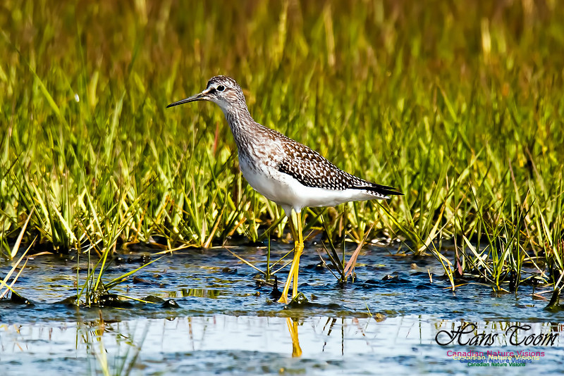 Lesser Yellowlegs