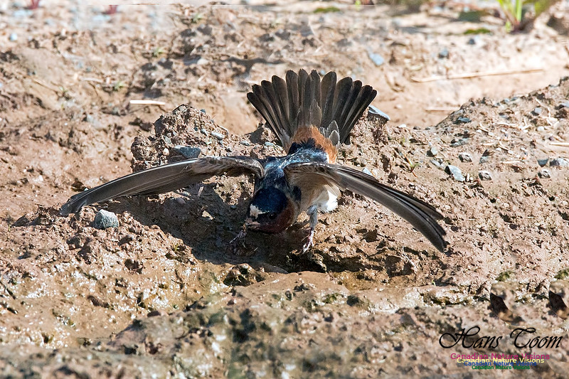 Cliff Swallow