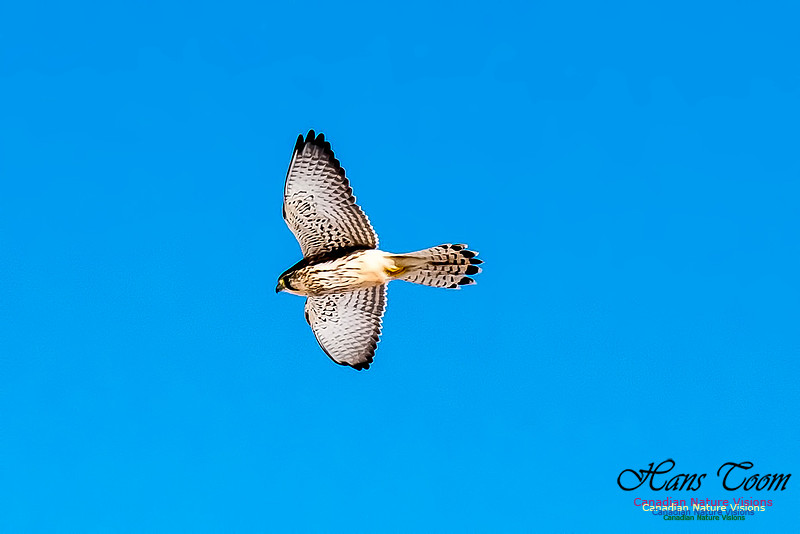 Eurasian Kestrel