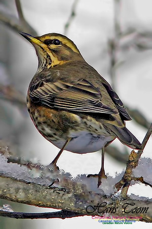 Redwing