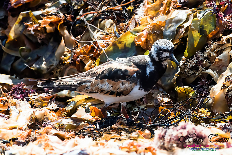 Ruddy Turnstone