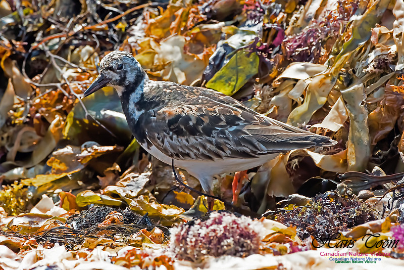 Ruddy Turnstone