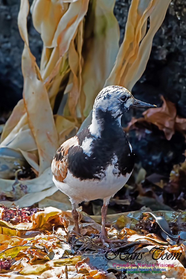 Ruddy Turnstone