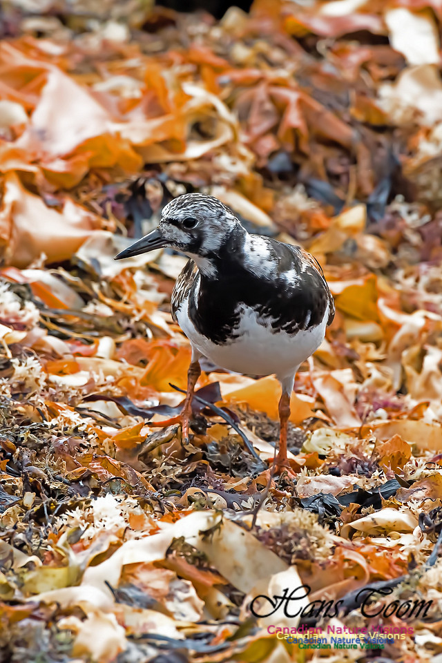 Ruddy Turnstone
