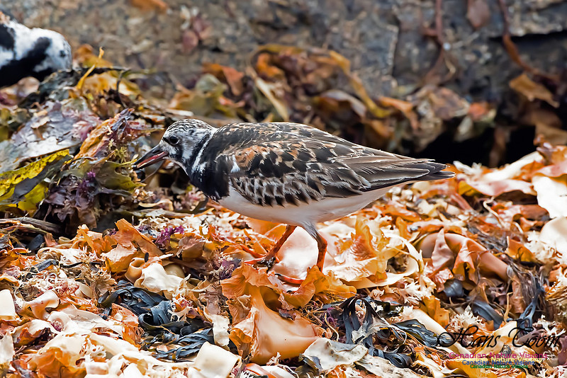 Ruddy Turnstone