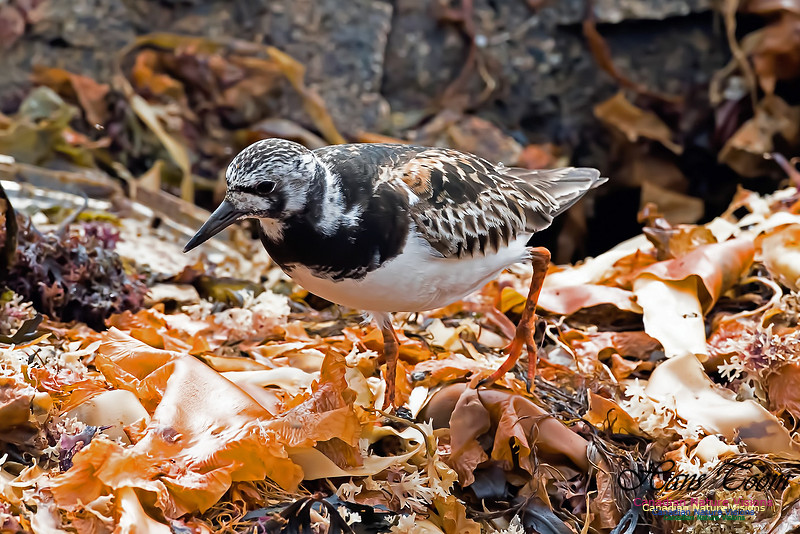 Ruddy Turnstone