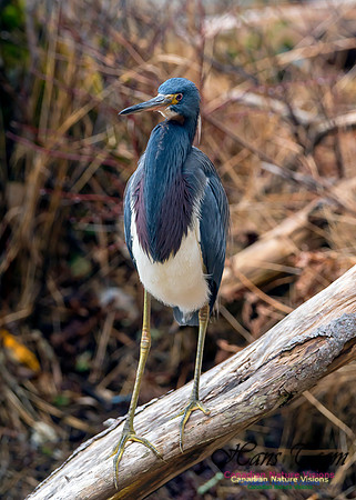 Tricoloured Heron 22