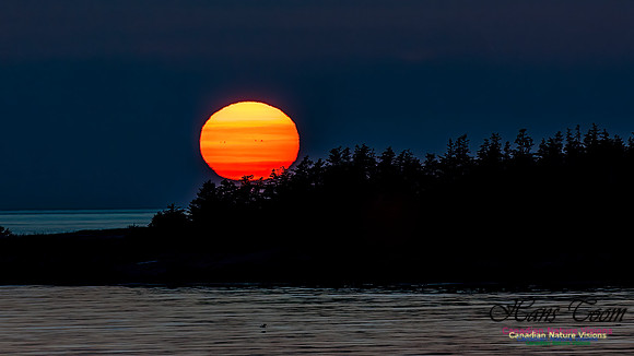 Brier Island Sunset 101