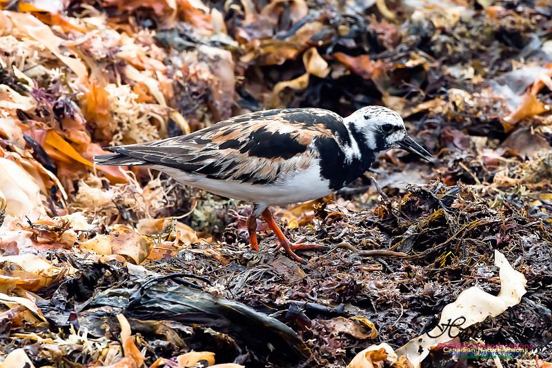 Ruddy Turnstone