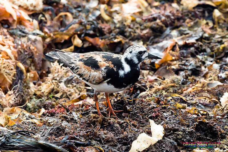 Ruddy Turnstone
