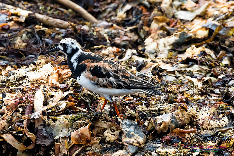 Ruddy Turnstone