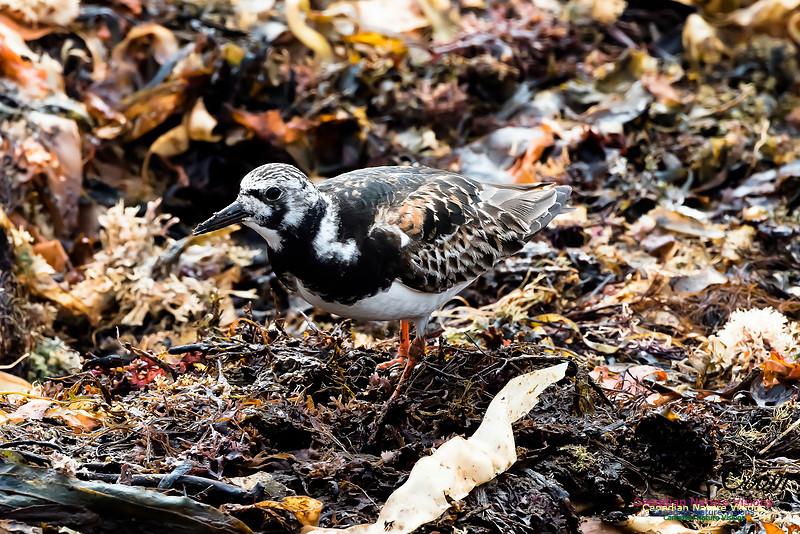 Ruddy Turnstone