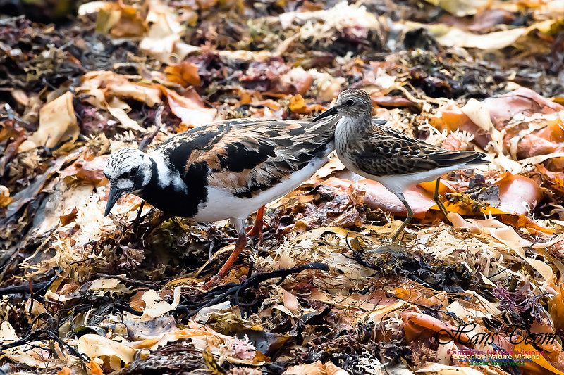Ruddy Turnstone and Least Sandpiper