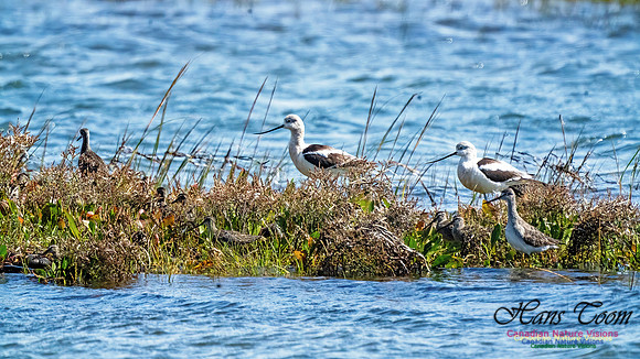 American Avocet 304