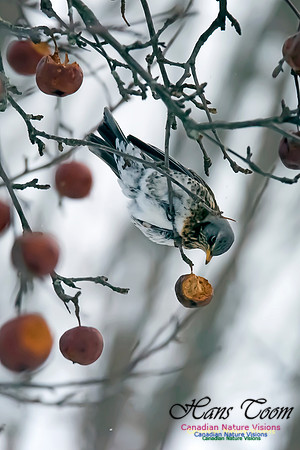 Fieldfare
