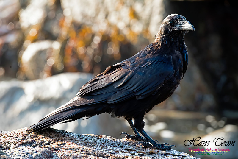 Common Raven