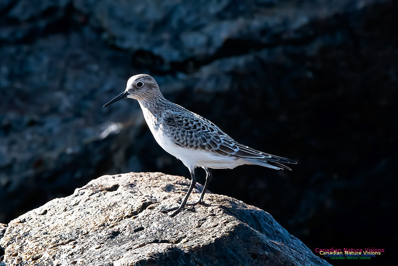 Sanderling