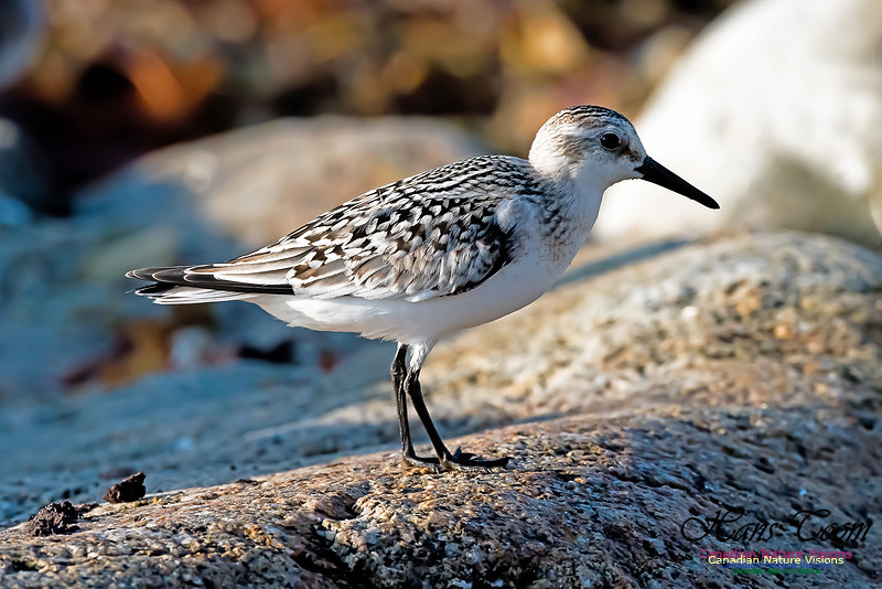Sanderling